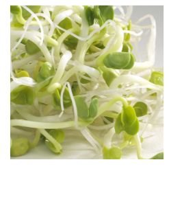 Sprouting seeds - Daikon Radish BIO, 100 g